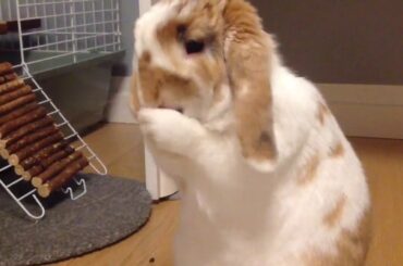 Bad Boy Bunny Alvin before bedtime ❤️