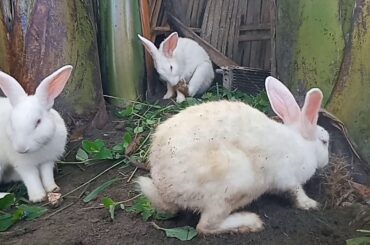 rabbit cute village