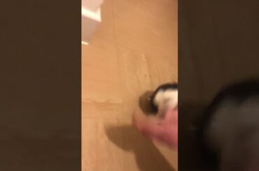 Cute rabbit running around