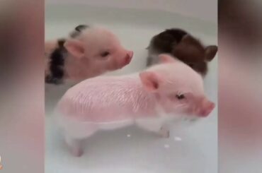 Cute baby animals Videos - funny animal 2020 - Soo Cute! #84