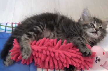 Cute baby animals Videos - funny animal 2020 - Soo Cute! #81