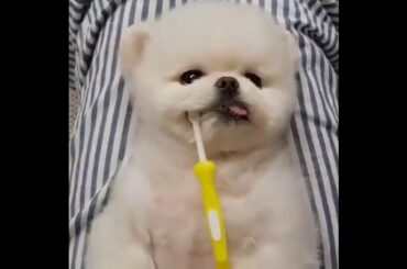 Cute baby animals Videos - funny animal 2020 - Soo Cute! #92