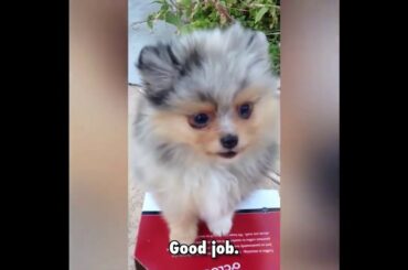 Cute baby animals Videos - funny animal 2020 - Soo Cute! #90