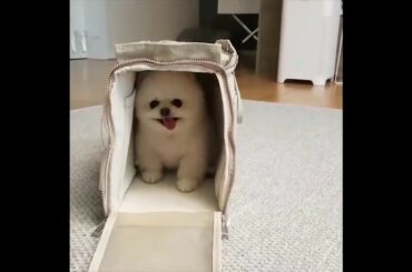 Cute baby animals Videos - funny animal 2020 - Soo Cute! #91