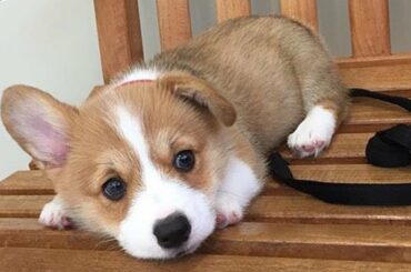 Cute baby animals Videos - funny animal 2020 - Soo Cute! #87