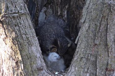Great Horned Owl Feeds her Babies rabbit