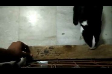 Coco : Khargosh kuchh bhi kha sakta hai. Kuchh bhi!!! | Rabbit | Pet | Cute