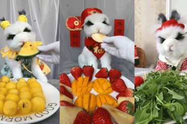 Rabbit eating show 兔子mukbang!cute animal 吃播生控funny eating and easy loss her temper 各種食物可愛的兔子吃播不喜歡就翻車
