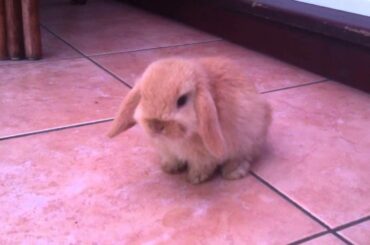 Cute baby mini lop rabbit - 8 weeks old HD