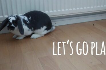 BUNNY MY DAY (CUTE BUNNY VIDEO)