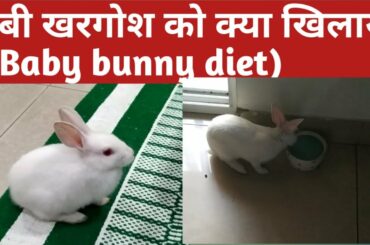 बेबी खरगोश को क्या खिलाये  | Baby Rabbit Diet | Safe Rabbit Veggies