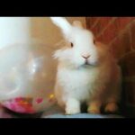 Conejito Comiendo sus Caquitas 💩💩 Feliz, Funny Rabbit, Cute Bunny.