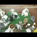 Rabbit Smart and Cute   Funny Baby Bunny Rabbit Videos Compilation Cute Rabbits Episode 06