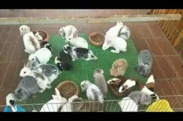 Rabbit Smart and Cute   Funny Baby Bunny Rabbit Videos Compilation Cute Rabbits Episode 06