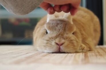 Cute Bunny Baby Rabbits Compilation