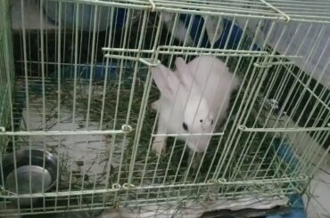 My cute bunny house