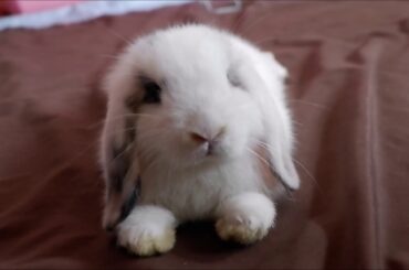 Playing Hide & Seek with my baby WINTER! 🐰 | Holland Lop