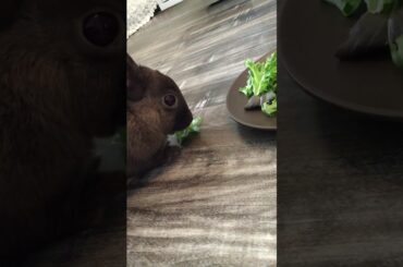 Cute bunny eating vegetables