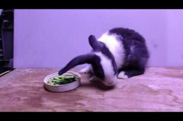 the baby rabbit so cute .baby black and withe rabbit