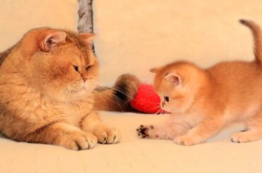 Kitten Arnold MEET his dad William for the First Time