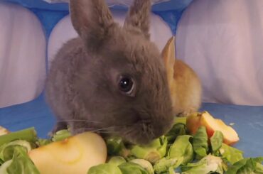 Baby Rabbits Eating Veggies!