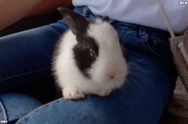 This cute BUNNY is not mine tho 😅