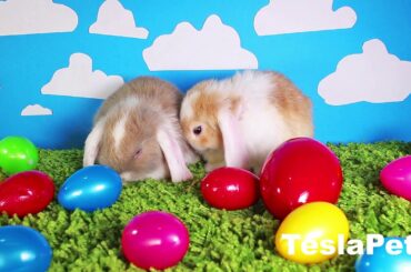 Cute Rabbits Lop Rabbit Compilation