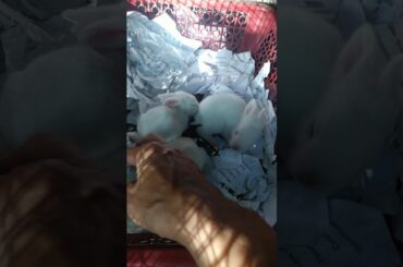 Cute kits 1 week bunny.