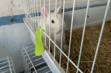 #Cute_#Lovely_#Bunny_#Rabbits_#Sale_#Pet_#Shop_#Gibraltar/#Милые_#Кролики_#Зайцы_#Продажа_#Гибралтар