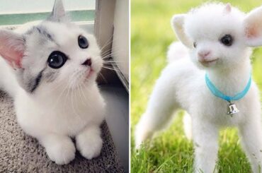 Baby Animals 🔴 Videos Compilation cute moment of Dogs and Cats (2020) Perros y Gatos Recopilación #8