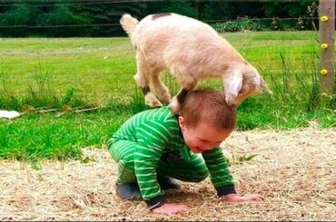 Funny Baby And Pet | Cute Baby And Animals | Funny Baby | Cute Baby | Funny Animal | Cute Animal |
