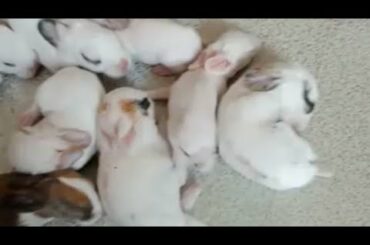 Rabbit New Born Baby So Cute 2020