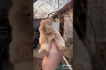 Baby bunny 🐇