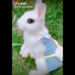 cute rabbit..