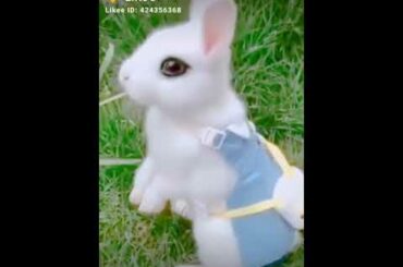 cute rabbit..