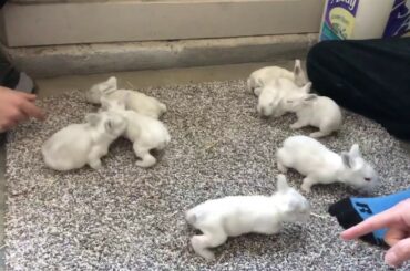 Baby rabbits