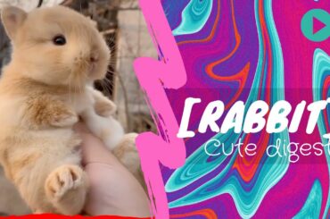 [Rabbit] Cute digest with rabbit and pets