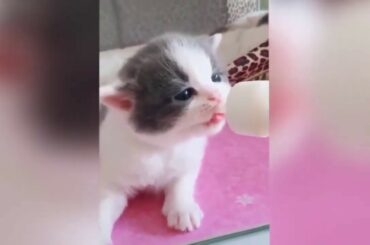 Cute baby animals Videos - funny animal 2020 - Soo Cute! #99