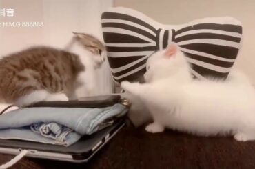 Cute baby animals Videos - funny animal 2020 - Soo Cute! #98