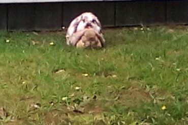 A mini lop eared rabbit sitting on a rabbit #13