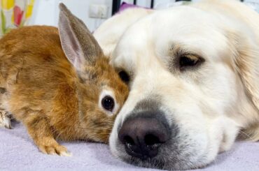 Dog Cuddles with a Cute Rabbit - Lovely Friendship