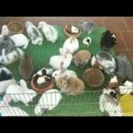 Rabbit Smart and Cute Funny Baby Bunny Rabbit Videos Compilation Cute Rabbits Episode 07
