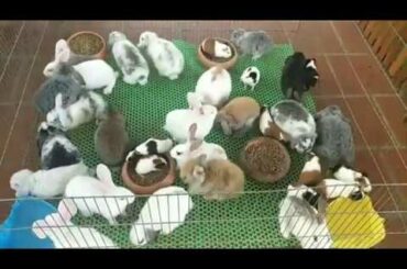 Rabbit Smart and Cute Funny Baby Bunny Rabbit Videos Compilation Cute Rabbits Episode 07