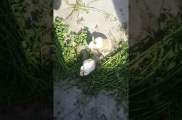 Lovely and cute babies. Of Rabbits.....