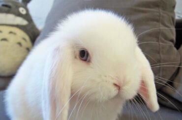 Bunny Can't Get Enough of the Sofa!