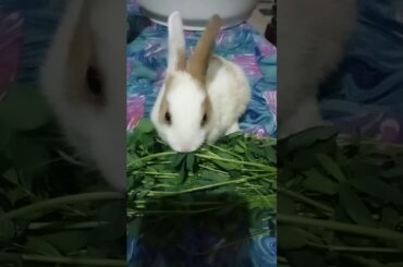 Baby rabbit eating grass.......