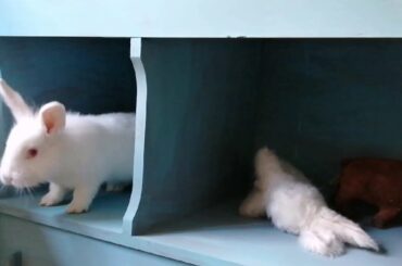 Conejito explota globo! Funny Bunny.