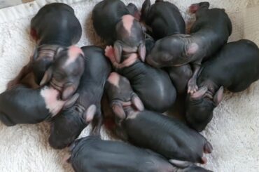 아기토끼(rabbit)낳은지 하루만에 10마리 보여드립니다