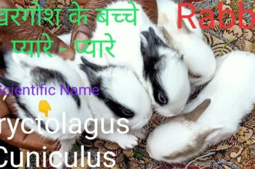 Cute se Rabbit k Bacche ( खरगोश ka Scientific Name - Oryctolagus Cuniculus)