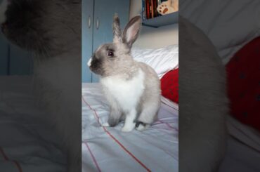 Cute bunny cleaning itself